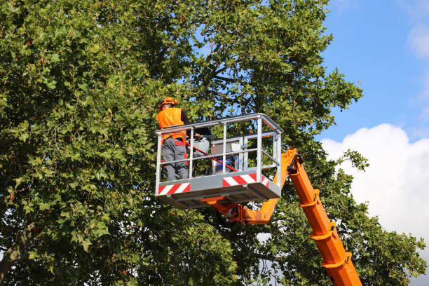 Best Root Management and Removal  in Greeley, CO